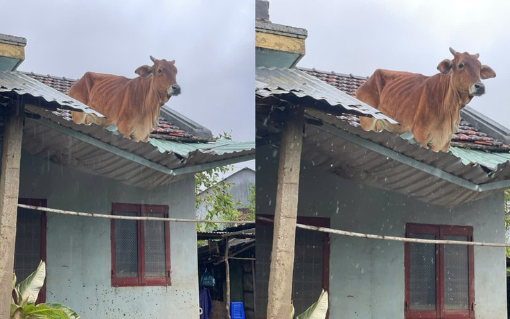 Clip bò đứng trên mái nhà sau mưa lũ ở Đắk Lắk: Chủ đã đến đón về