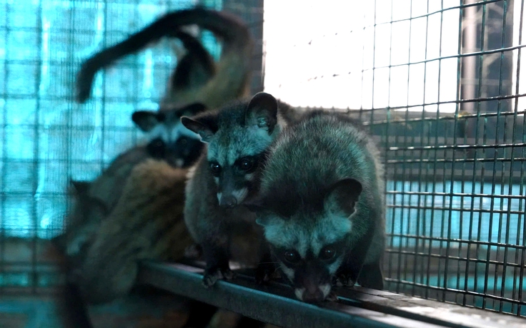 Thu tiền tỉ mỗi năm từ mô hình nuôi cầy hương