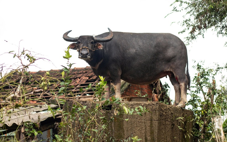 Con trâu mắc kẹt trên mái nhà 5 ngày: Đứng chênh vênh chờ chủ giữa rốn lũ