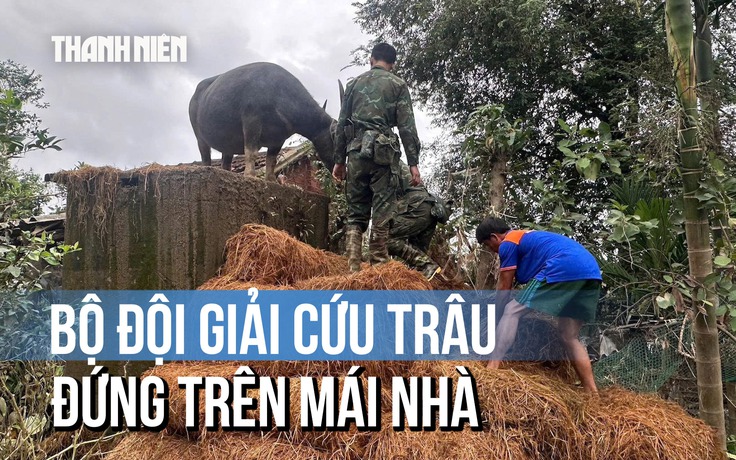 Bộ đội dùng rơm chất thành bậc thang giải cứu con trâu đứng trên mái nhà