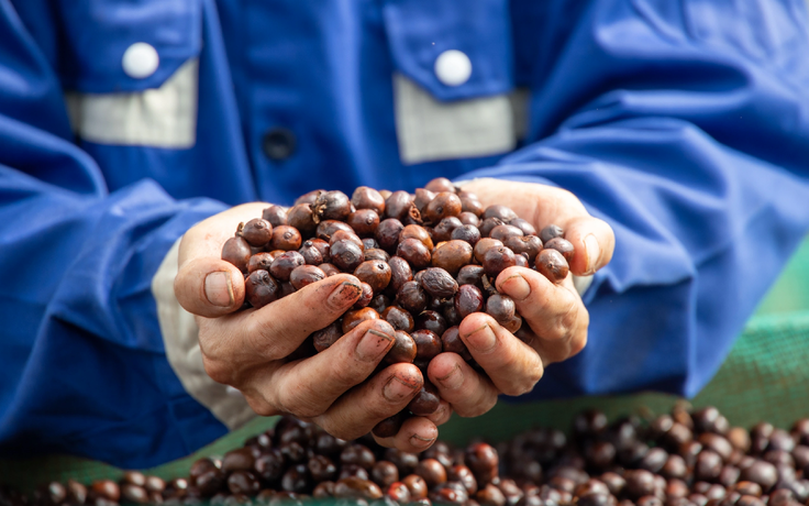 Sắp diễn ra lễ hội di sản cà phê toàn cầu lần đầu tiên tại Lâm Đồng