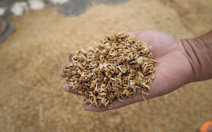 Trắng tay sau lũ, người cha xót lòng bán rẻ lúa mua sữa cho con nhỏ