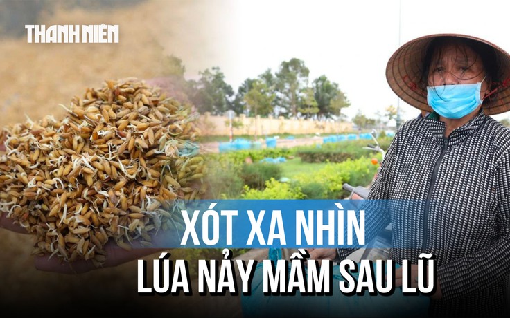 Lúa nảy mầm sau lũ lịch sử: Cha bán rẻ, lấy tiền mua sữa cho con