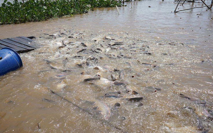 Đàn cá lạ có chấm trắng trên đầu ở miền Tây, được bảo vệ như báu vật