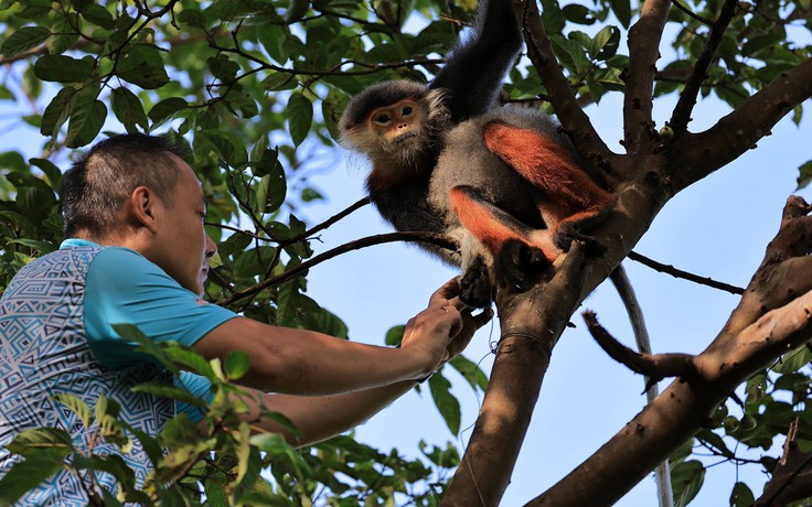 Voọc chà vá chân nâu quý hiếm: Khoảnh khắc giải cứu trên bán đảo Sơn Trà
