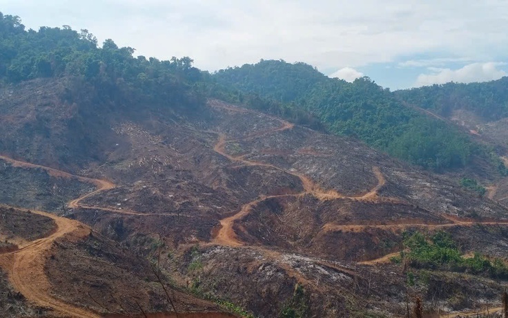 Gia Lai điều tra vụ phá rừng trên diện tích 94 ha