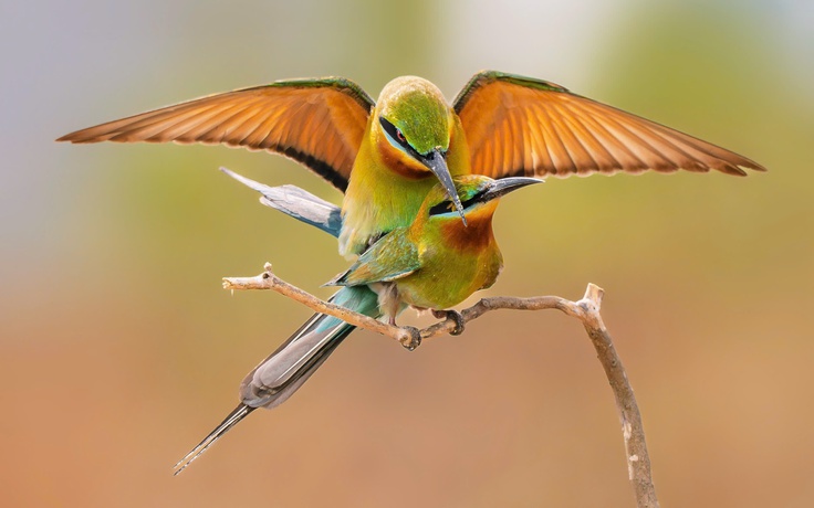 Chiêm ngưỡng đôi chim trảu 'quấn quýt' mùa sinh sản: Rực rỡ sắc xanh - vàng