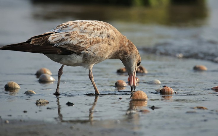 Rao bán chim hoang dã trên Facebook, bị phạt bao nhiêu?