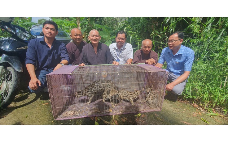 Thả 4 cá thể mèo rừng quý hiếm về rừng U Minh Hạ