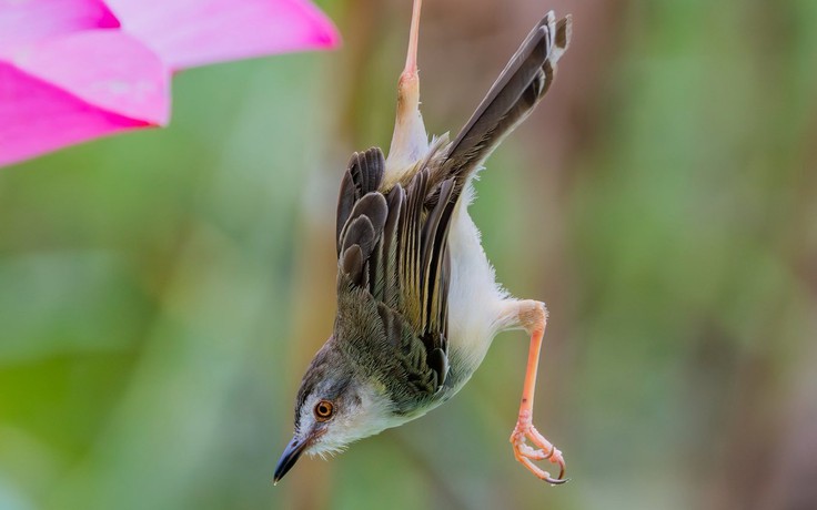 Ngắm chim chích bông 'trượt chân' khi làm tổ: Khoảnh khắc thú vị giữa TP.HCM