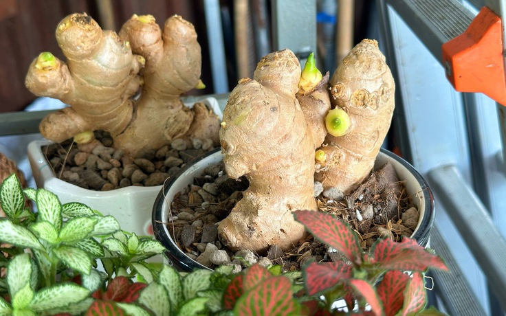 Độc lạ bonsai gừng thành 'trend', vườn kiểng ở TP.HCM bất ngờ đắt hàng