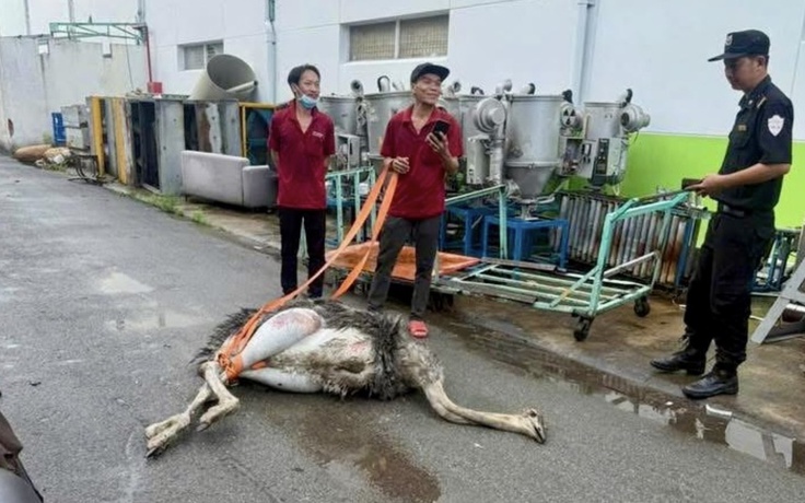 Chim đà điểu bị tạm giữ đã chết, cơ quan chức năng TP.HCM đưa đi tiêu hủy