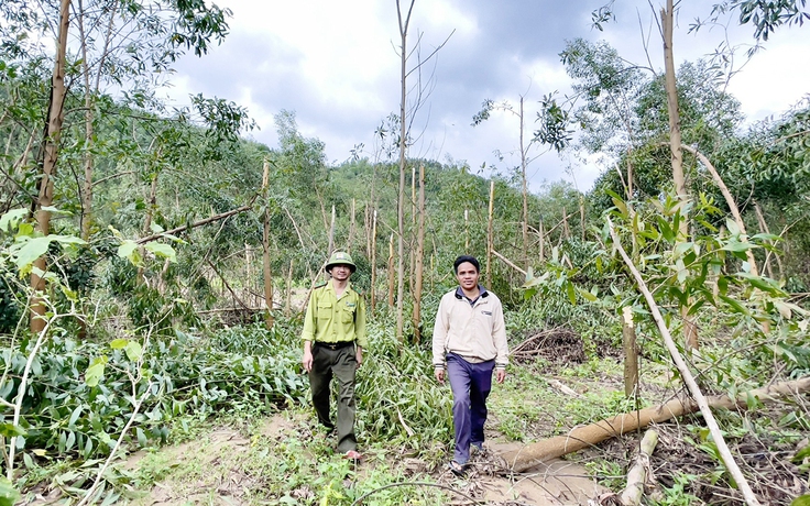 Gia Lai: 57.000 ha rừng bị hư hại do bão Kalmaegi