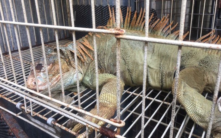 Phát hiện nhiều cá thể rồng Nam Mỹ không có hồ sơ hợp pháp nuôi nhốt