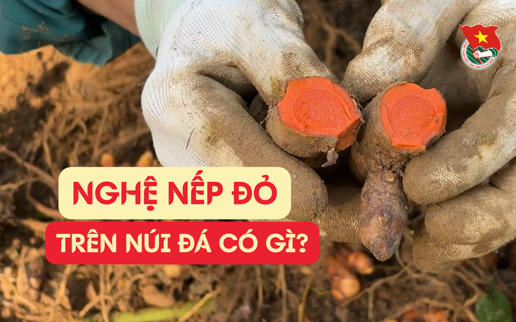 Cùng sống xanh số 137:  Tuổi 22 khởi nghiệp với nghệ nếp đỏ trồng ở núi đá