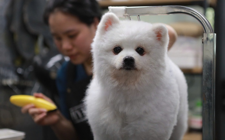 Làm đẹp thú cưng ở TP.HCM: Áp lực 'khủng' với khách hàng 4 chân