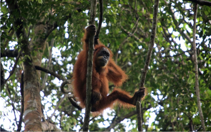 Lũ lụt Indonesia đẩy một loài đười ươi gần đến mức tuyệt chủng?