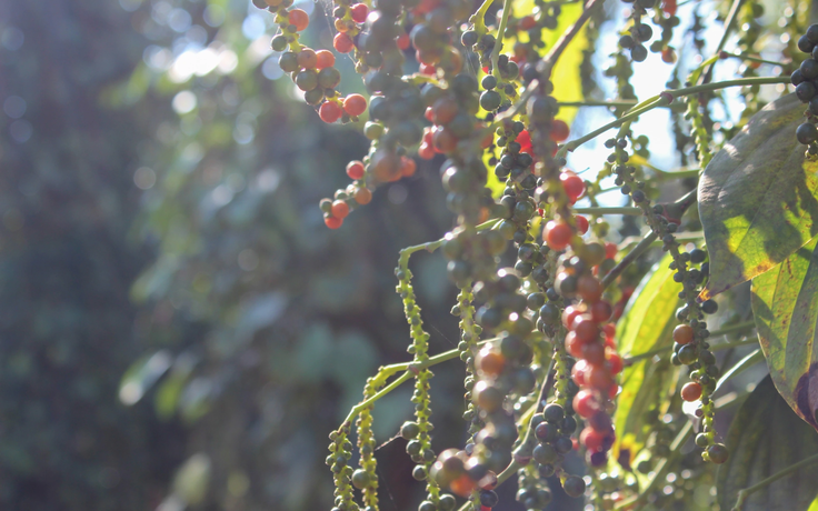 'Vàng đen' phá kỷ lục 10 năm trước