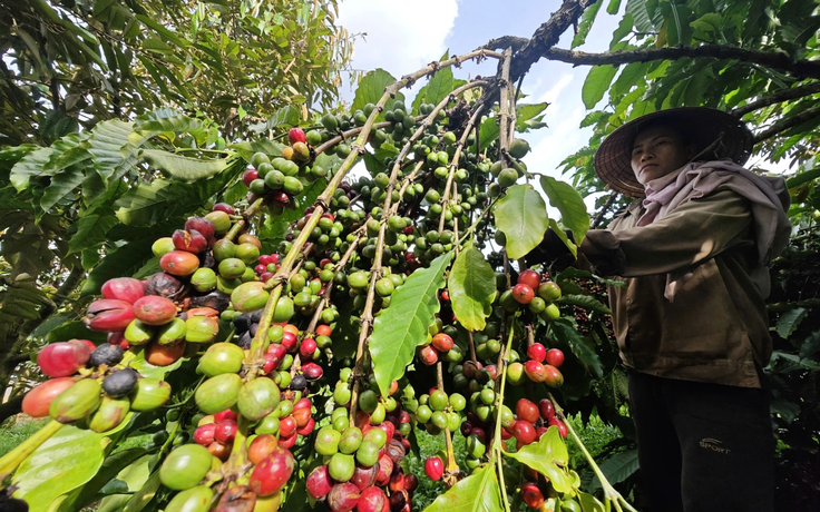 Báo động giá cà phê
