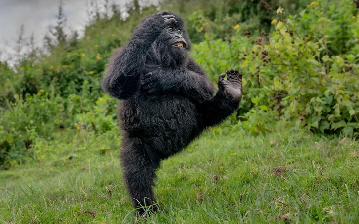 Những bức ảnh hài hước trong cuộc thi thế giới động vật hoang dã