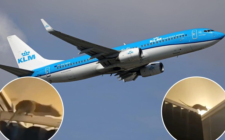 Chuột khổng lồ gây sợ hãi trên chuyến bay