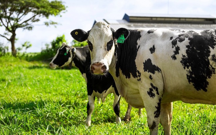 Sữa tươi A2 - Dưỡng chất quý cho trẻ hay hiệu ứng truyền thông?