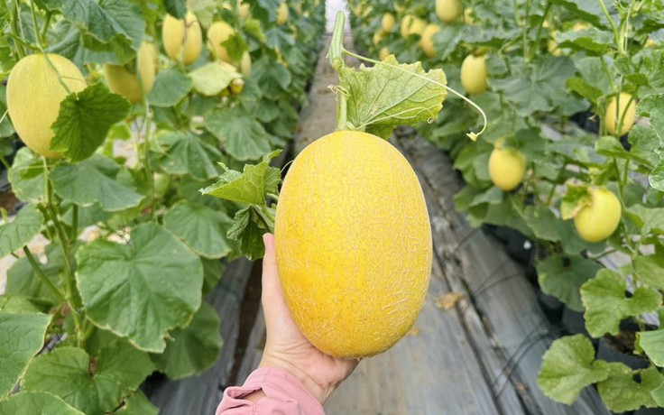 Vườn dưa sai trĩu của mẹ trẻ ở Đồng Nai: Mẹo chọn dưa lưới ngon chuẩn tết