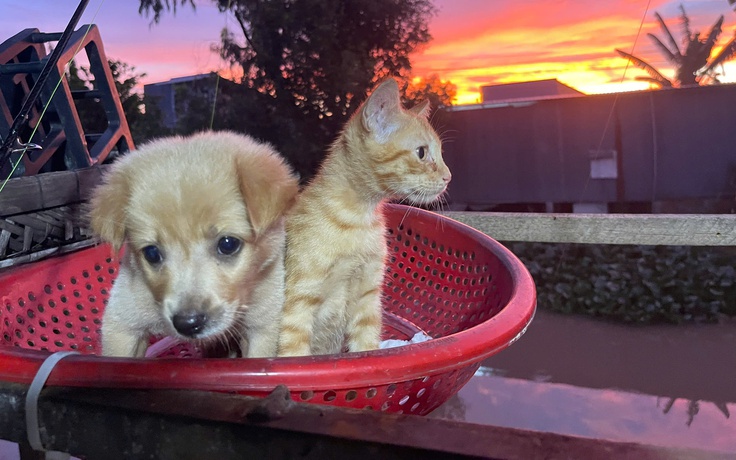 Chó mèo vốn khó hòa hợp, vậy mà cặp đôi Pâu - Pi thân thiết đến lạ