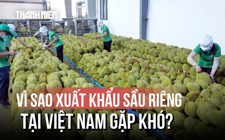 Khi sầu riêng trở thành ngành ‘hot’: Rủi ro thuốc giả, chất độc hại gây khó xuất khẩu?