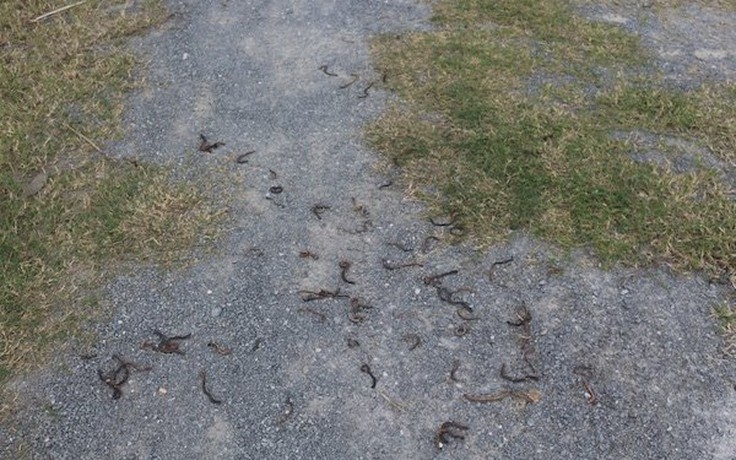Quảng Trị: Giun đất trồi lên mặt đường rồi chết hàng loạt chưa rõ nguyên nhân
