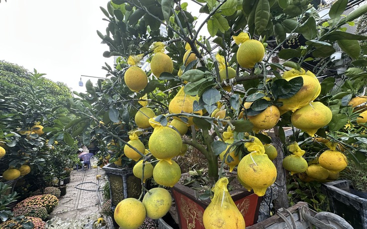 Hoa kiểng đổ về TP.HCM đón tết sớm