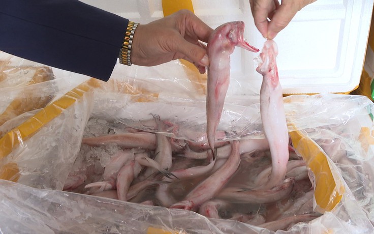 Phát hiện hơn 10 tấn cá khoai chứa formol