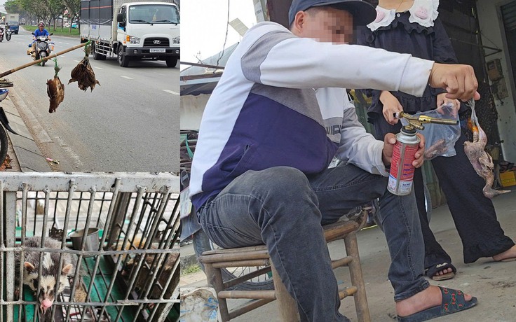 Bán chim trời, thú rừng công khai thách thức pháp luật