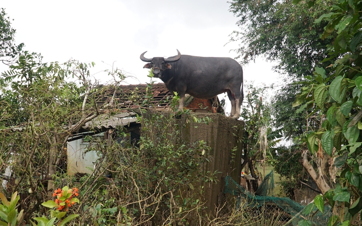 Những con vật khiến cộng đồng dõi theo suốt năm 2025