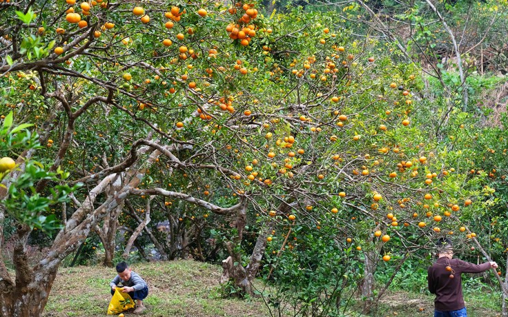 Mùa cam chín vàng ở đặc khu Vân Đồn
