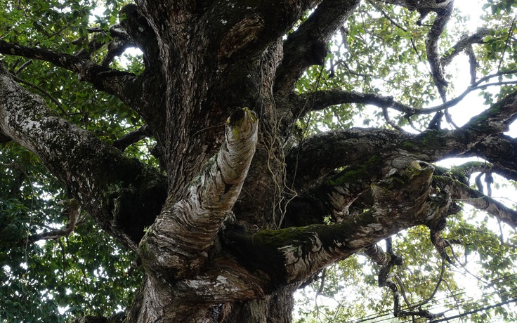 Cây dầu rái cổ thụ 'độc nhất vô nhị' ở miền Tây