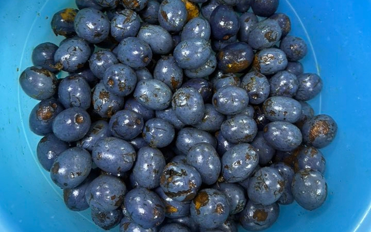 Trái cọ vào mùa: Ăn sao cho đúng để không rát cổ?