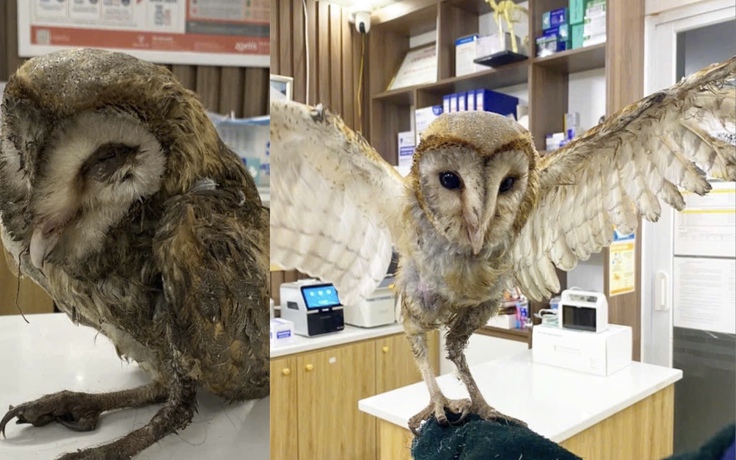 Chim cú lợn dính keo bẫy chuột, bị đá ra bãi rác: Hành trình hồi sinh kỳ diệu