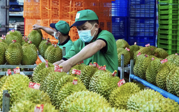 Xuất khẩu sầu riêng lập kỷ lục 4 tỉ USD, chiếm 'ngôi vương' ngành rau quả