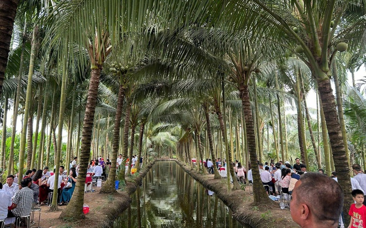 Đám cưới miền Tây: Đãi tiệc giữa vườn dừa 10.000 m², khách vừa ăn vừa… ngắm dừa