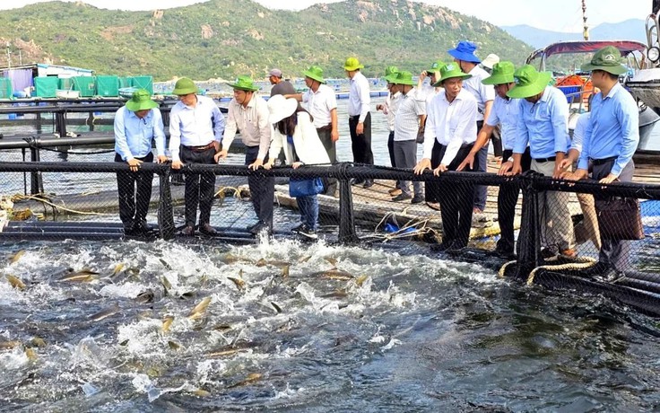 Khánh Hòa đẩy mạnh nuôi biển công nghệ cao