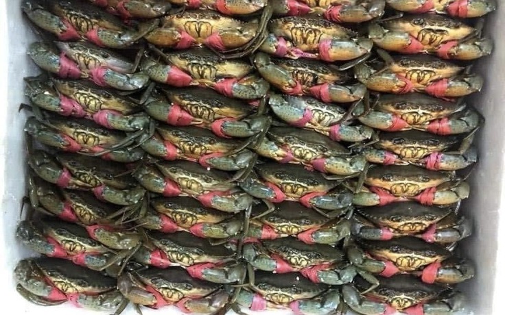 Giá cua Cà Mau tăng mạnh, cao nhất 850.000 đồng mỗi ký trước Tết Dương lịch 

