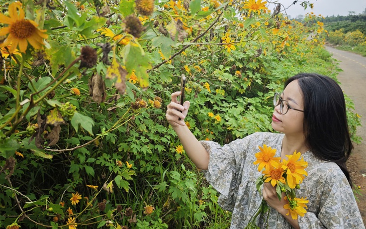 Hoa dã quỳ nở vàng rực cuối năm: Triền đồi đẹp như tranh, ai cũng muốn check-in