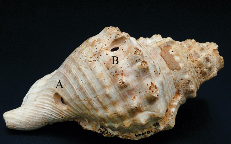 Giải mã bí ẩn phía sau chiếc vỏ sò 6.000 năm trước