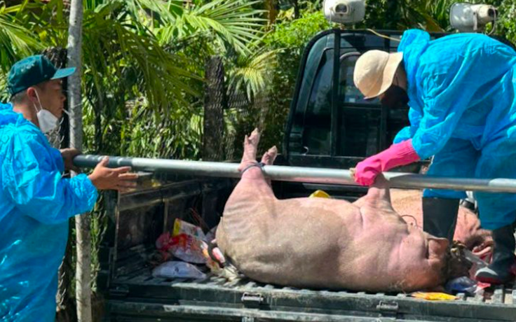 Dịch bệnh gia súc cuối năm diễn biến thế nào?