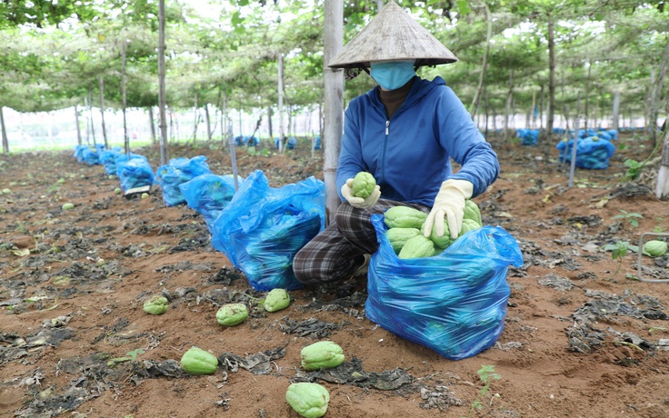 Su su giá 300 - 500 đồng/kg, không đủ trả tiền thuê người hái quả