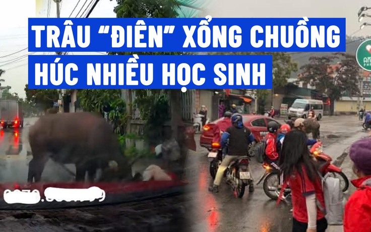 Kinh hãi trâu 'điên' xổng chuồng, húc nhiều học sinh ở Quảng Ninh