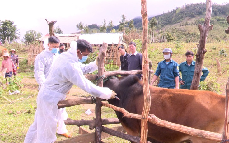 Kon Tum: Hàng chục con trâu, bò bệnh lở mồm long móng