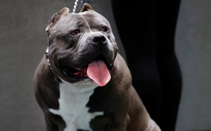 Vướng chân vào cò súng, chó pitbull hại chủ