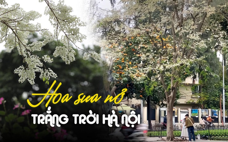 Hà Nội mùa hoa sưa - những góc check in không thể bỏ lỡ